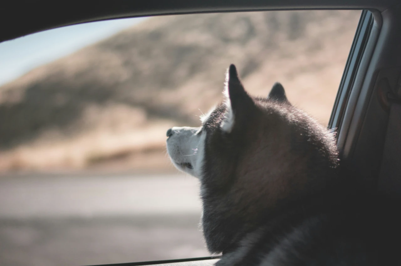 Élimination des poils d’animaux dans l’habitacle à Belley – nettoyage approfondi